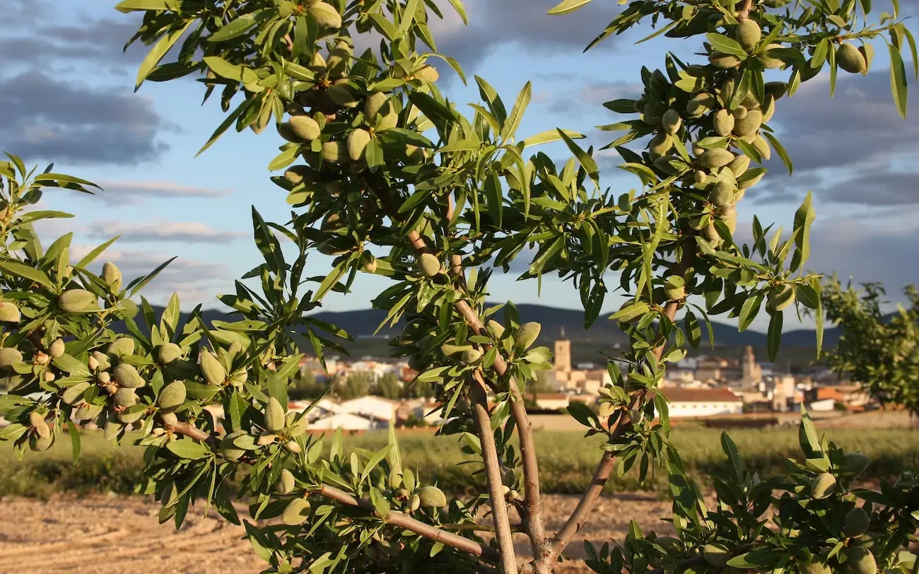 almendro pequeño