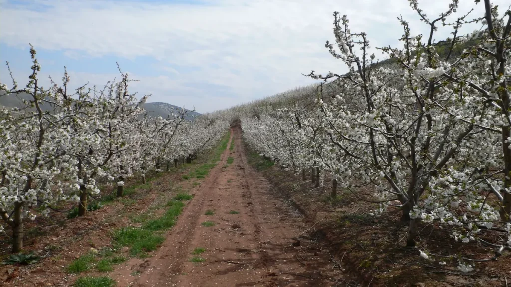 camino entre almendros