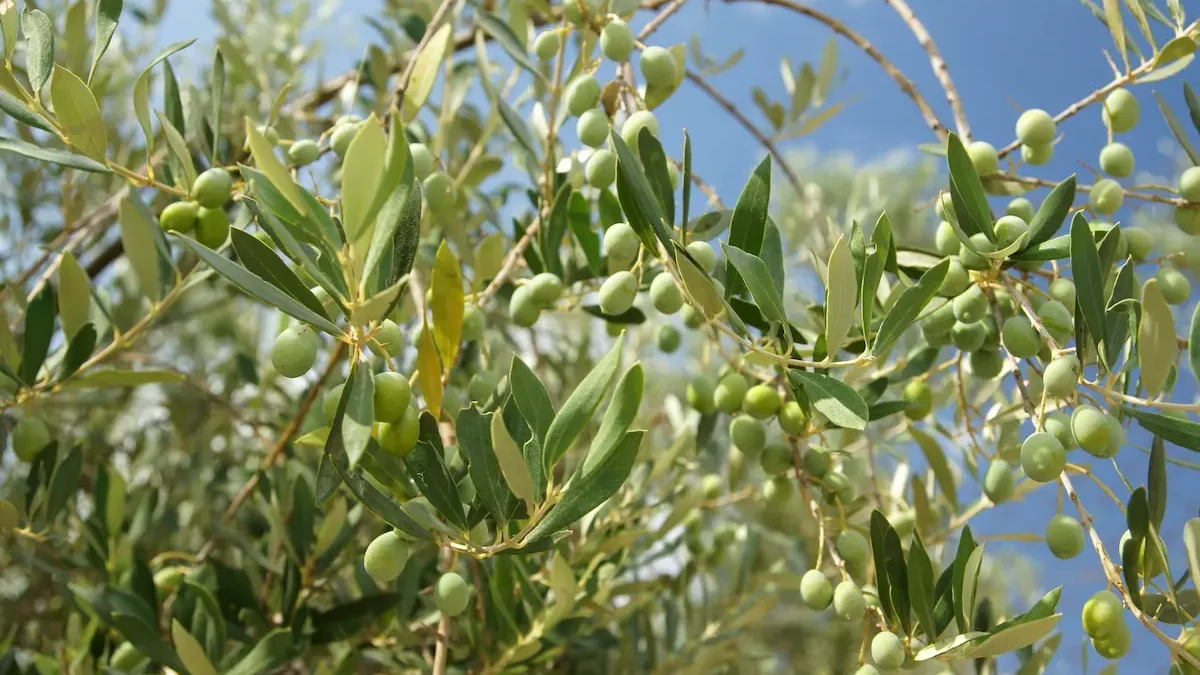 uso medicinal hojas de olivo