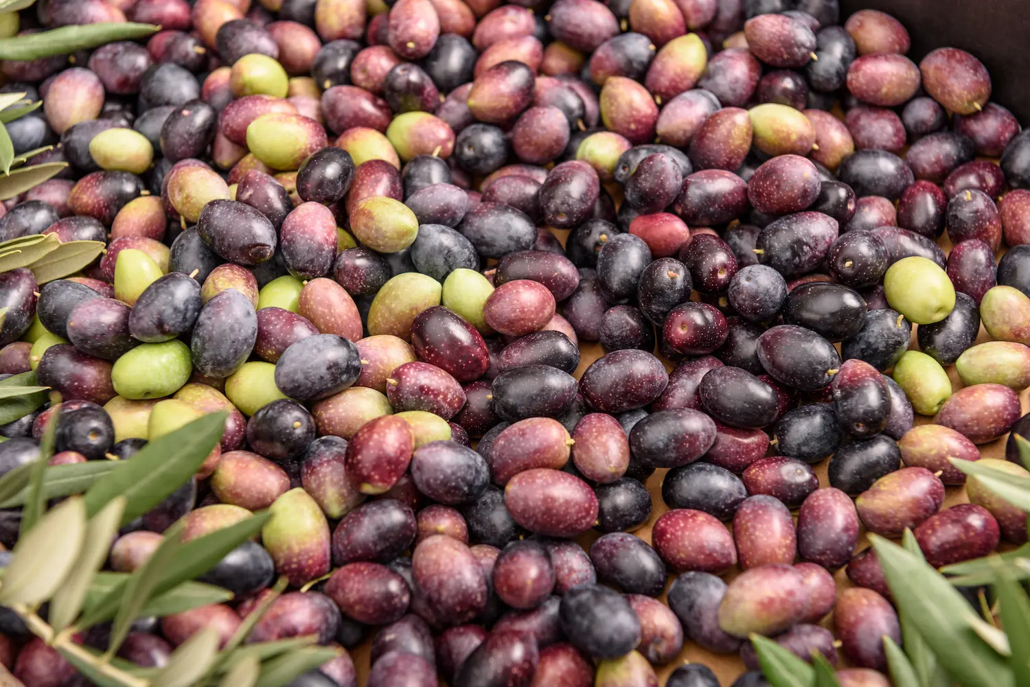 variedades aceitunas